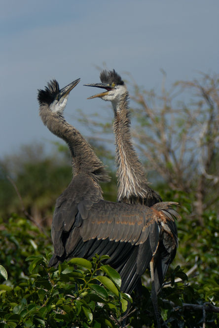 12 Great Blue Heron chicks.jpg