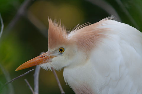 Florida Birding