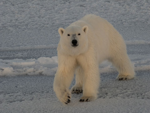 Polar Bears