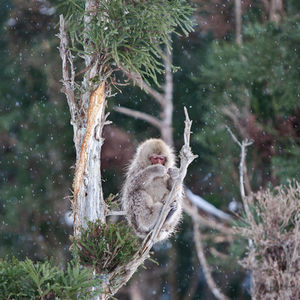 Japan Winter Wildlife