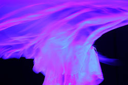 10749474_10152790580233114_2060095178_n