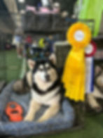 BOB & Group 3 at Chomedey Kennel Club Sept 2024