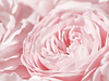 My Menopause Images (2).png