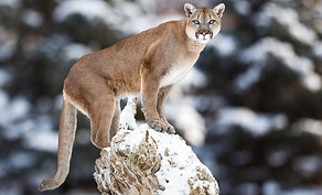 cougar_istock-509738734.jpg