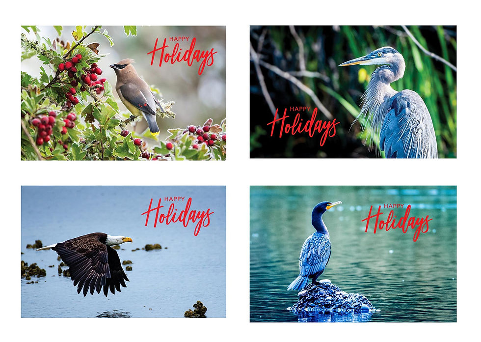 Birds of the Pacific Northwest Variety Pack - 5x7 Greeting Card (8-pack)
