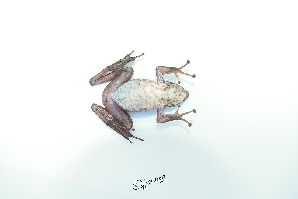 Megalonesa ventral