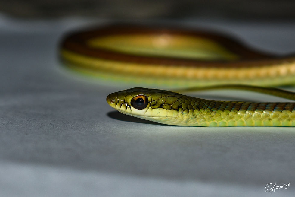subocularis