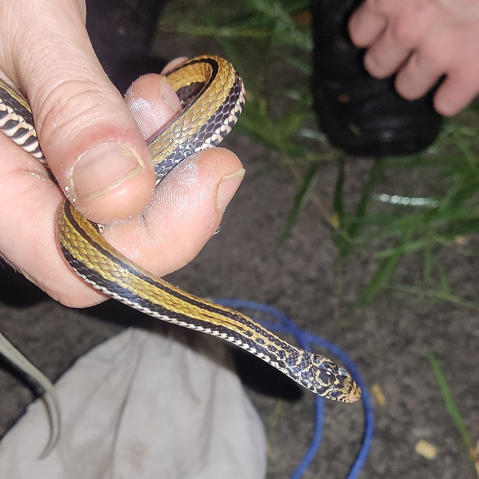Xenochrophis vittatus