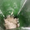 Thumbnail: Trima 2-Pocket Bread Roll Plant