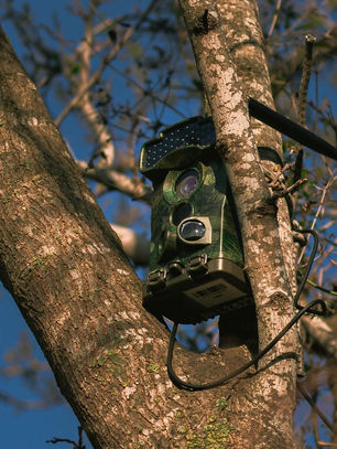 Natur unverfälscht einfangen: Eine Wildkamera für echte Entdecker