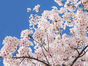 桜桜 - Sakura sakura