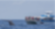 Dana Point Harbor Whale Watching Cruise