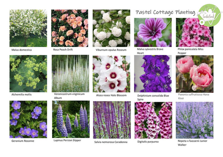 Pastel Cottage Planting