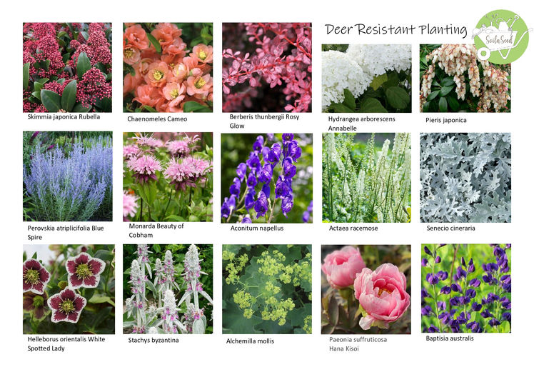 Deer Tolerant Planting