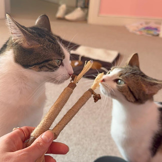 Belle & Ariel with silvervine sticks