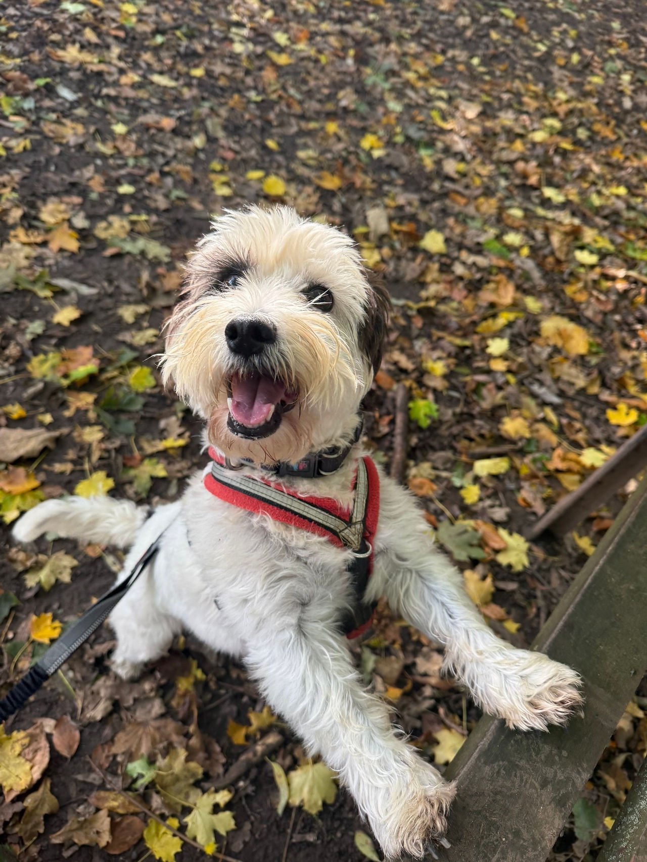 Hols Pets: Dog Sitter