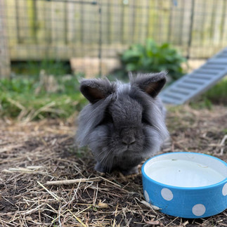 Misty after her groom!