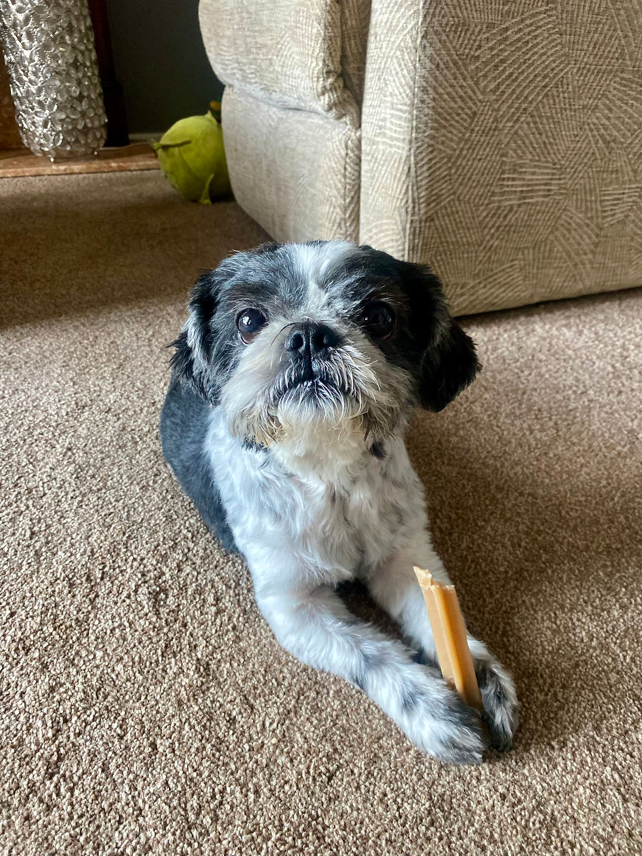 Hols Pets: Dog Sitter