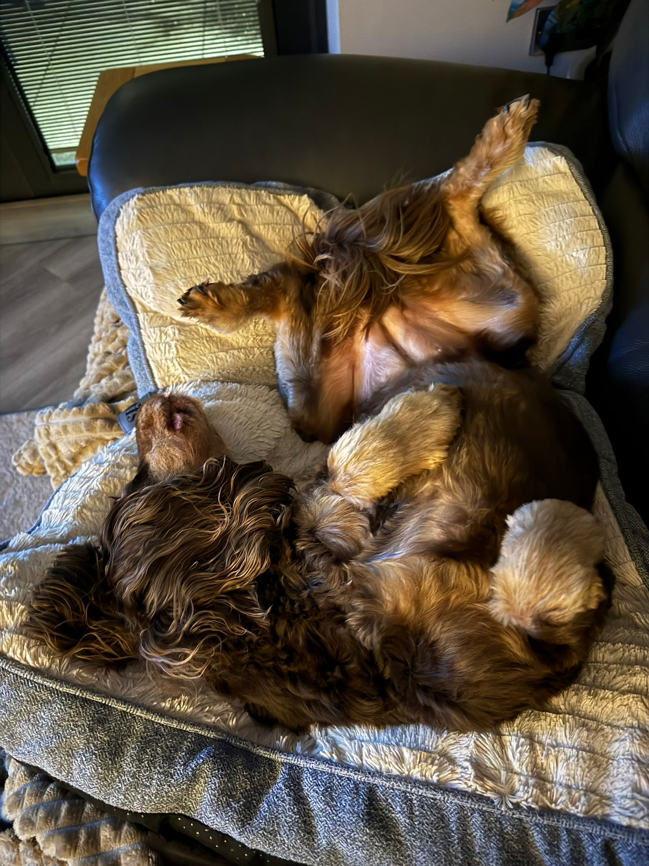 Lola is exhausted! 
