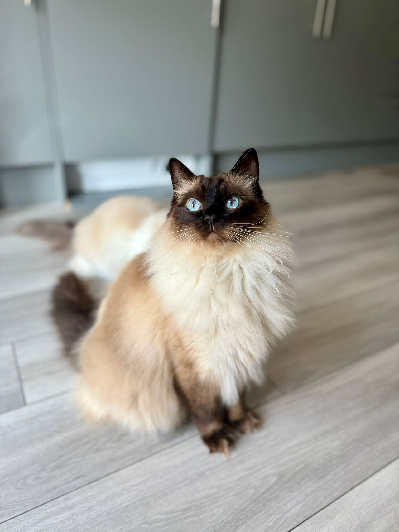 Freddie the Ragdoll 