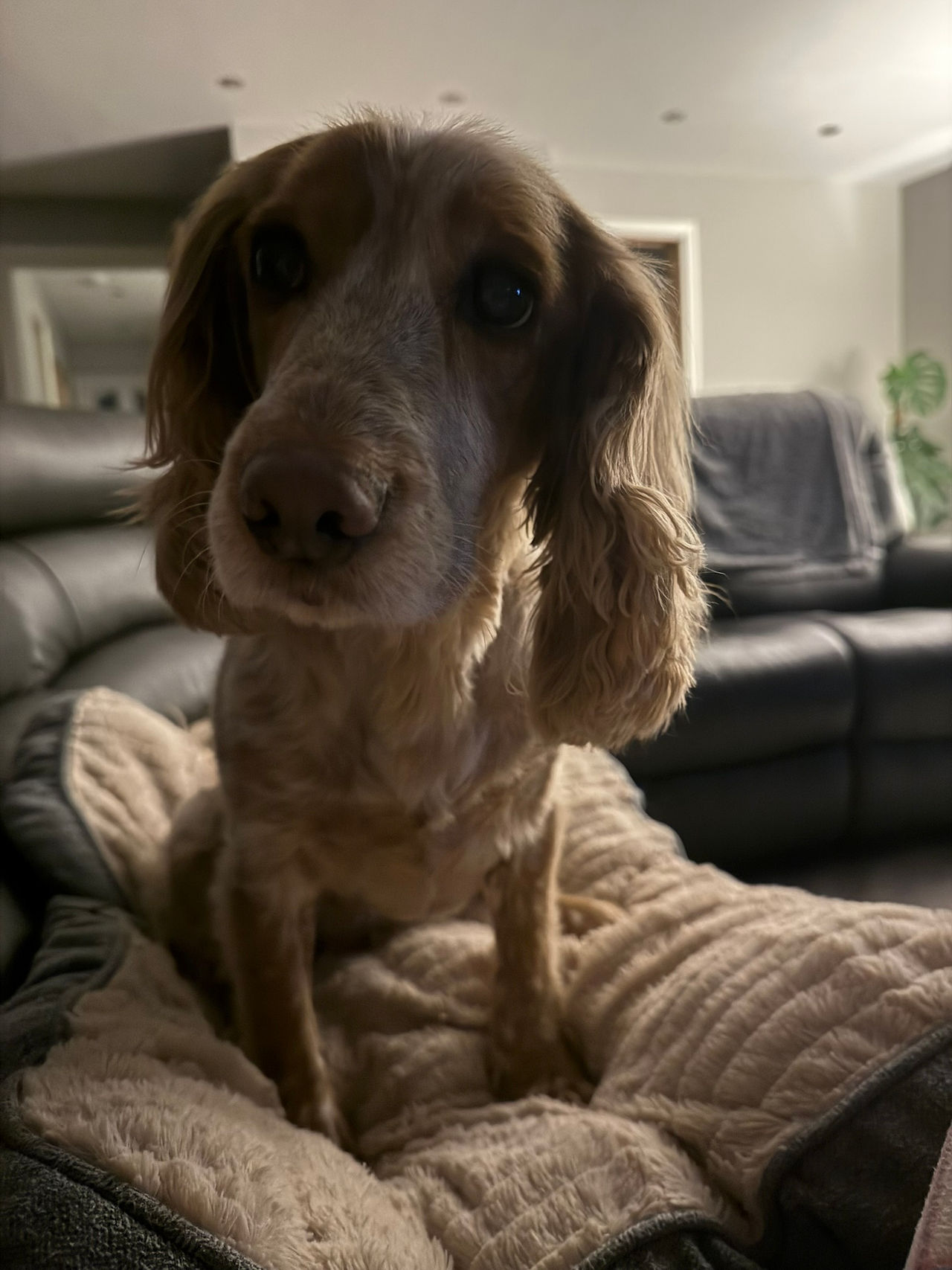 Lilly asking for snuggles 