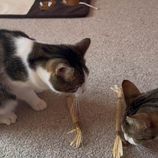 Ariel & Belle being introduced to the silvervine stick