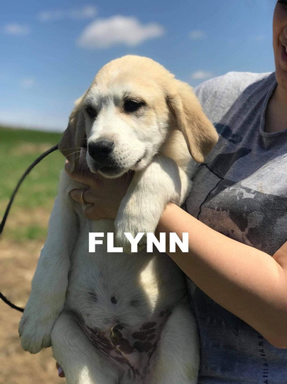 Hols Pets: Supporting Charites and Sponsorship  (Flynn)