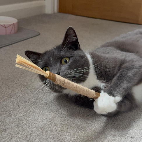 Mia fixated on the silvervine stick!