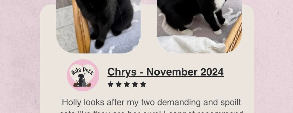 Hols Pets: Review From Our Client - Milki & Cooki, Cat Sitting.