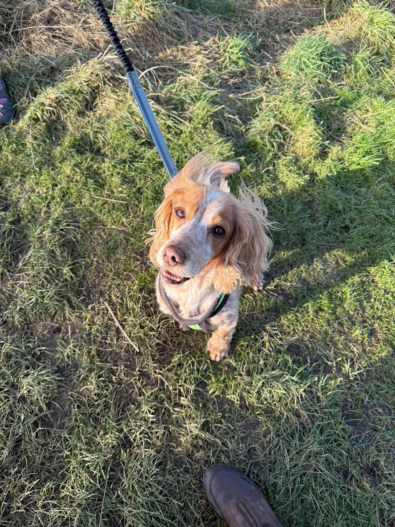 Lilly always smiling on our walks
