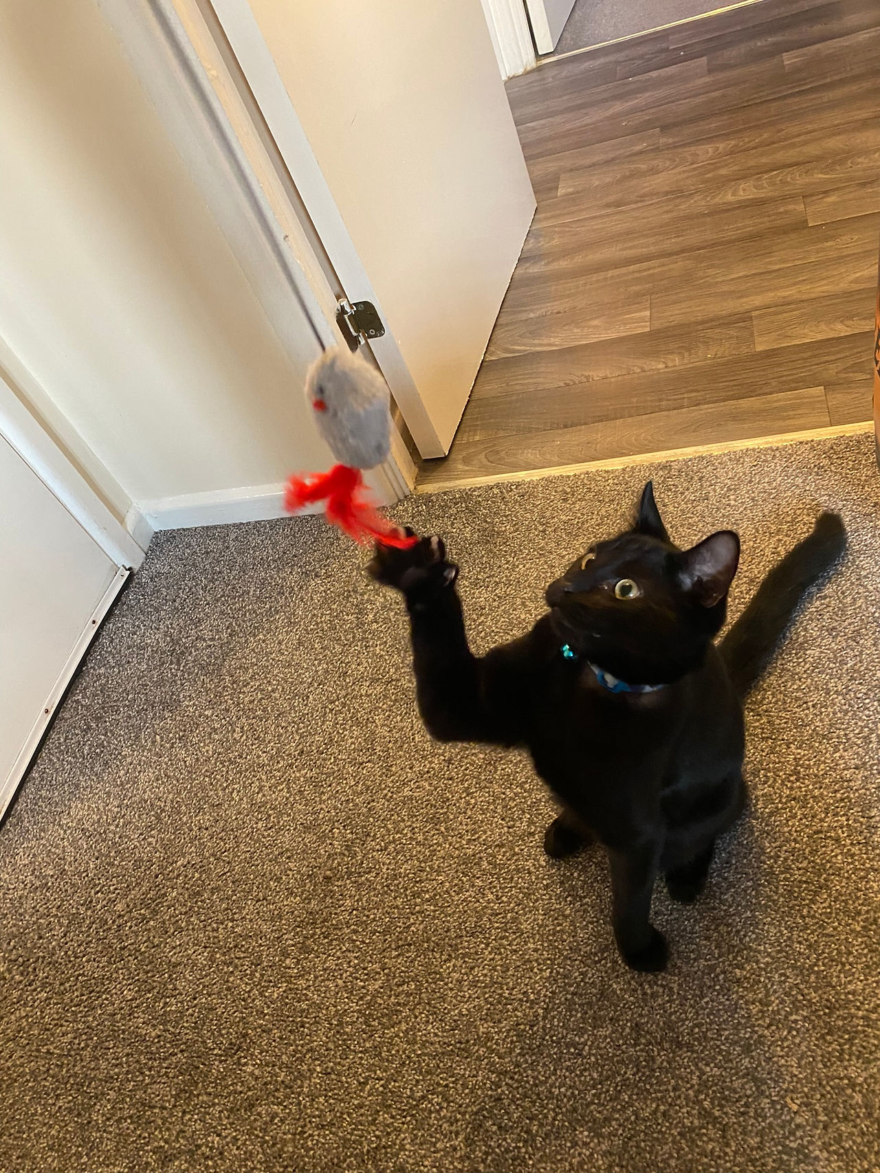 Ted