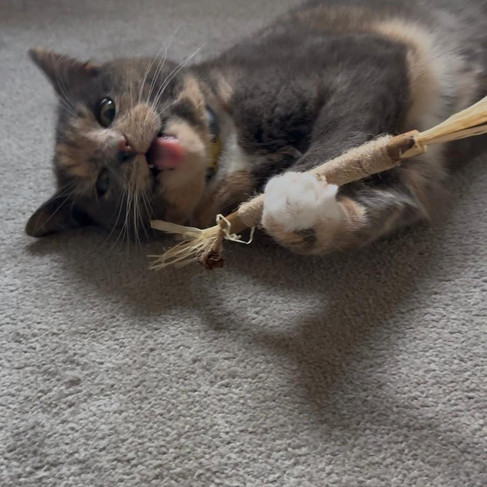 Trixie loves the silvervine stick