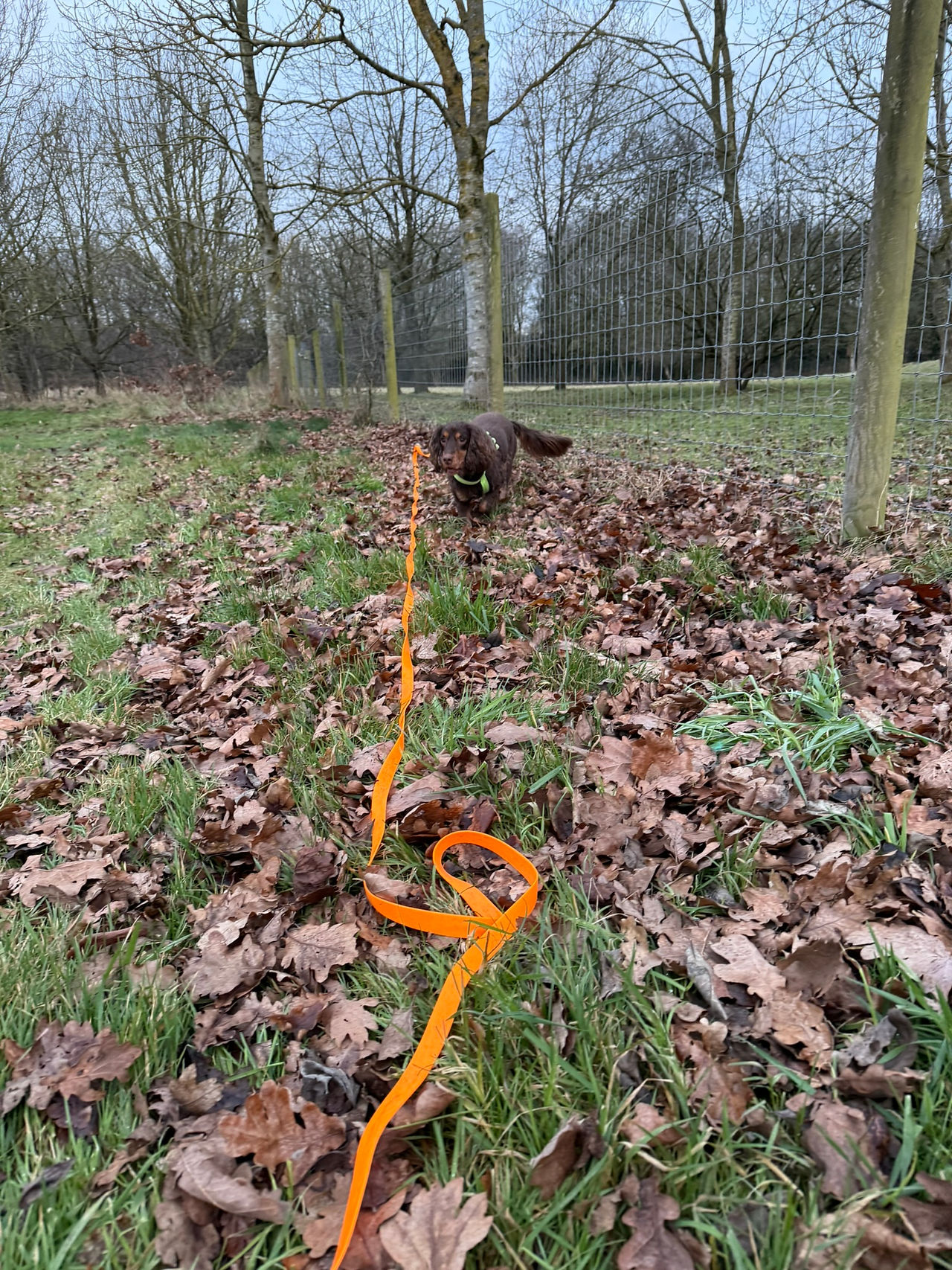 Lola with the Unleash long line, easy to wipe away mud!