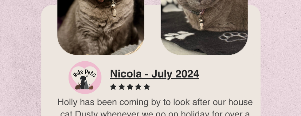 Hols Pets: Review From Our Client - Dusty, Cat Sitting.
