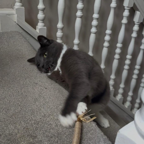 Mia playing with silvervine