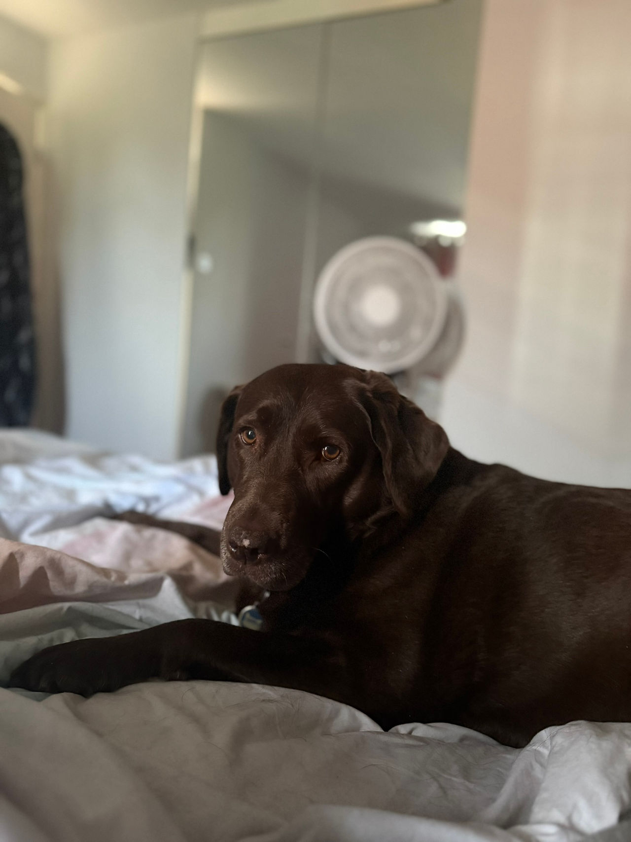 Penny and her Puppy Eyes