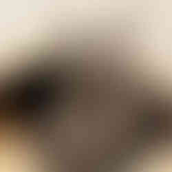 Dusty @ Hols Pets: Cat Sitting. 