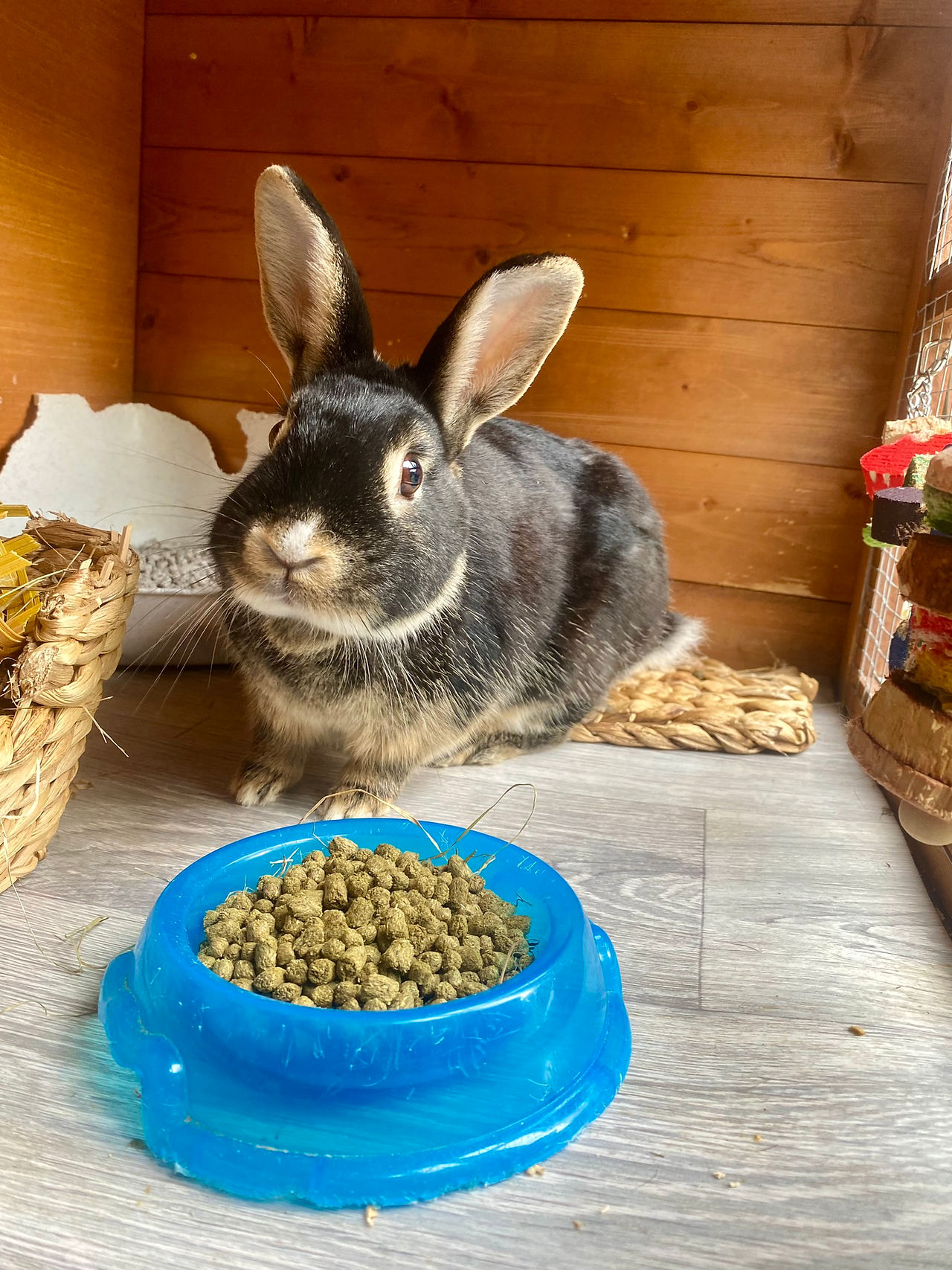 Hols Pets: A Growing Focus on Cats and Small Animals (Ronnie)