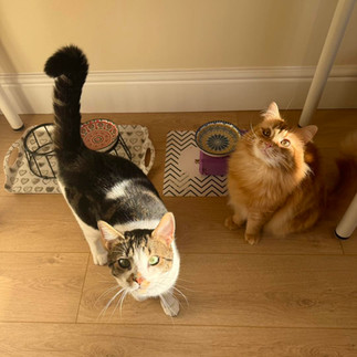 Hugo & Henry @ Hols Pets: Cat Sitting. 