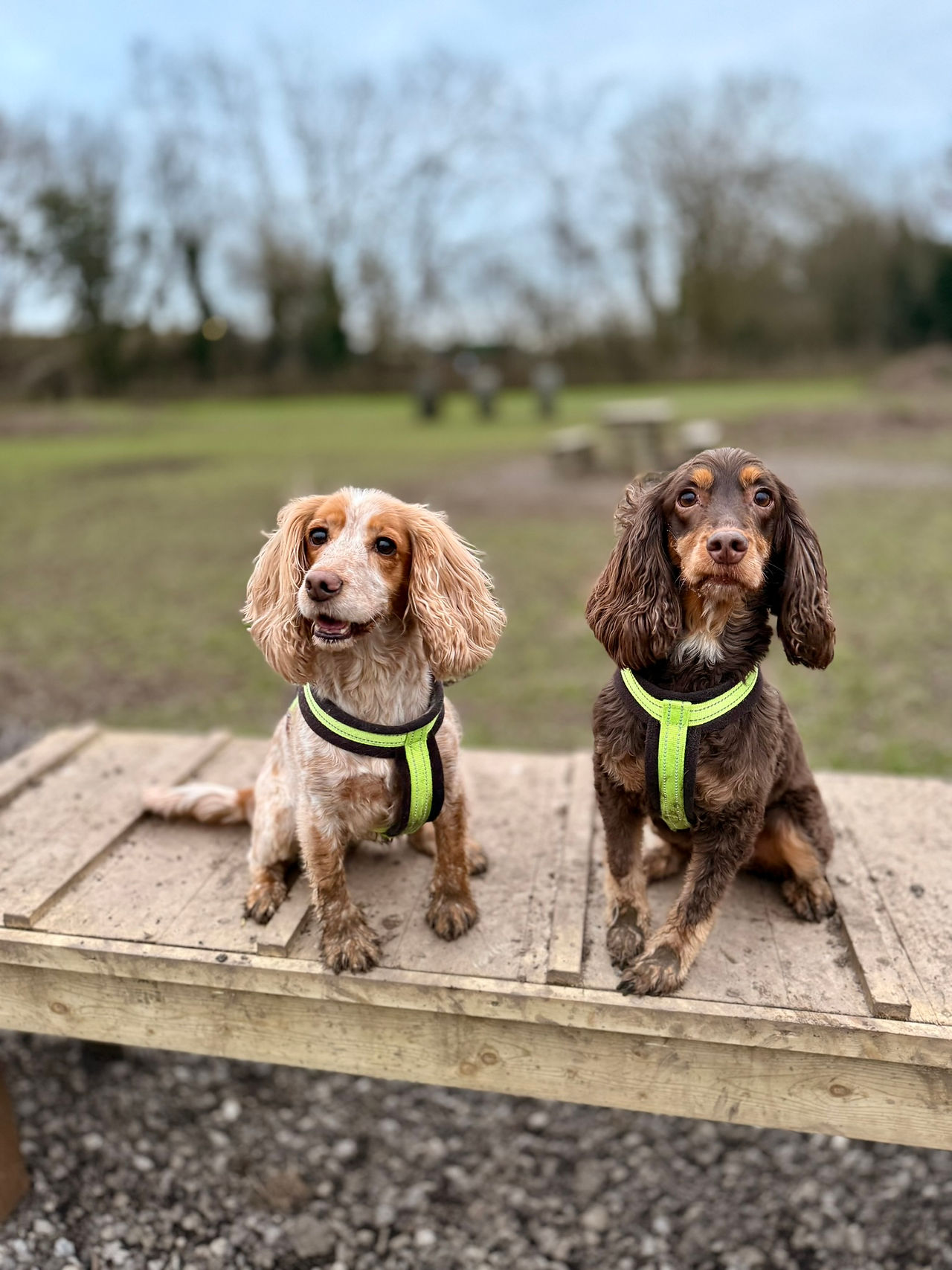 Lilly & Lola posing on the ramp!