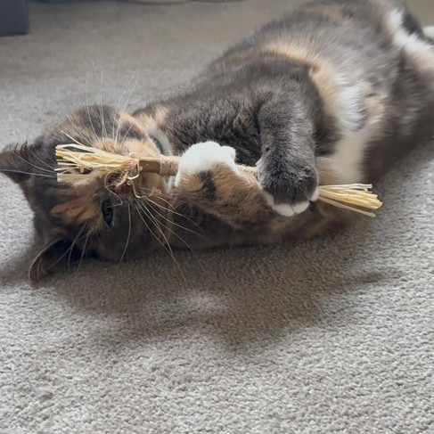 Trixie holding the silvervine stick