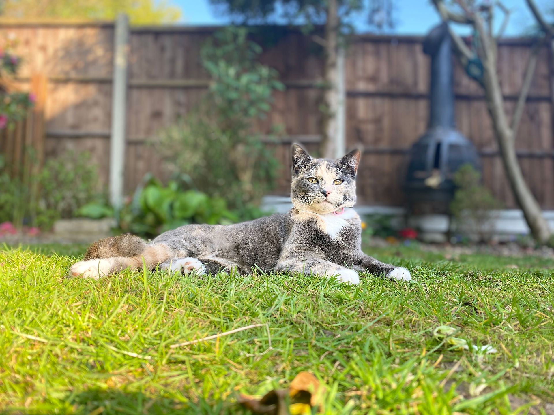 Trixie - Hollys Cat