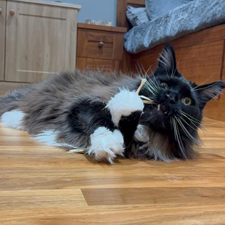 James with silvervine stick