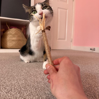 Ariel with silvervine stick