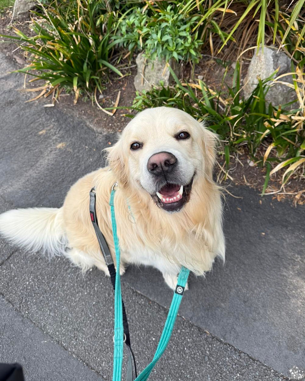 Hols Pets - Solo Dog Walking