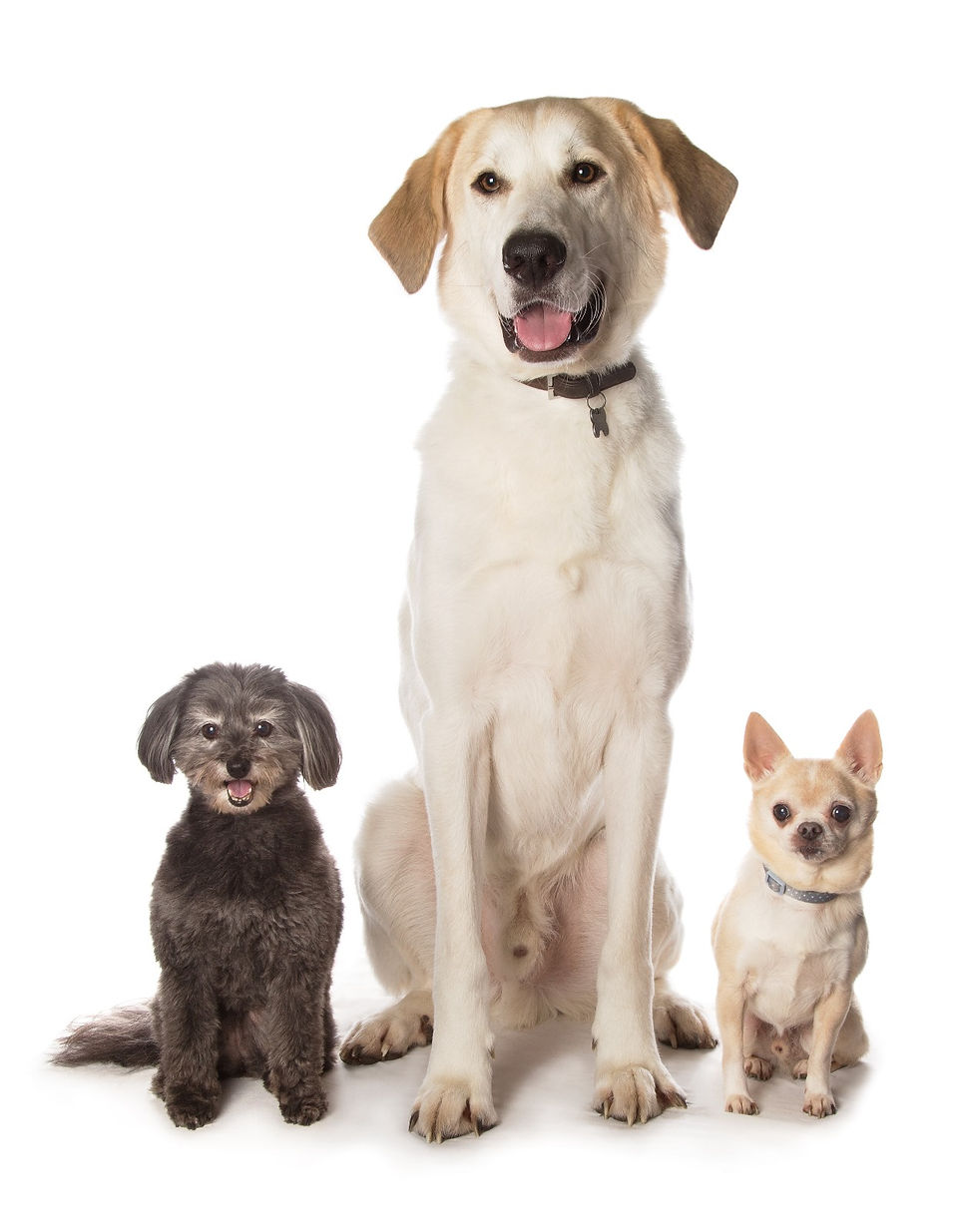 Lilly, Flynn & Roley - Hollys Dogs!