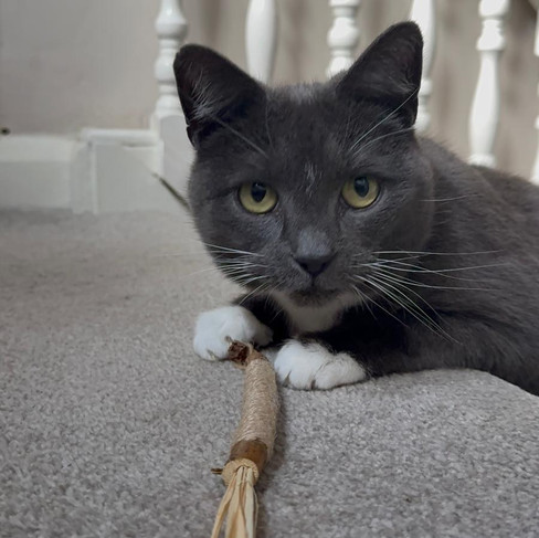 Mia with silvervine stick