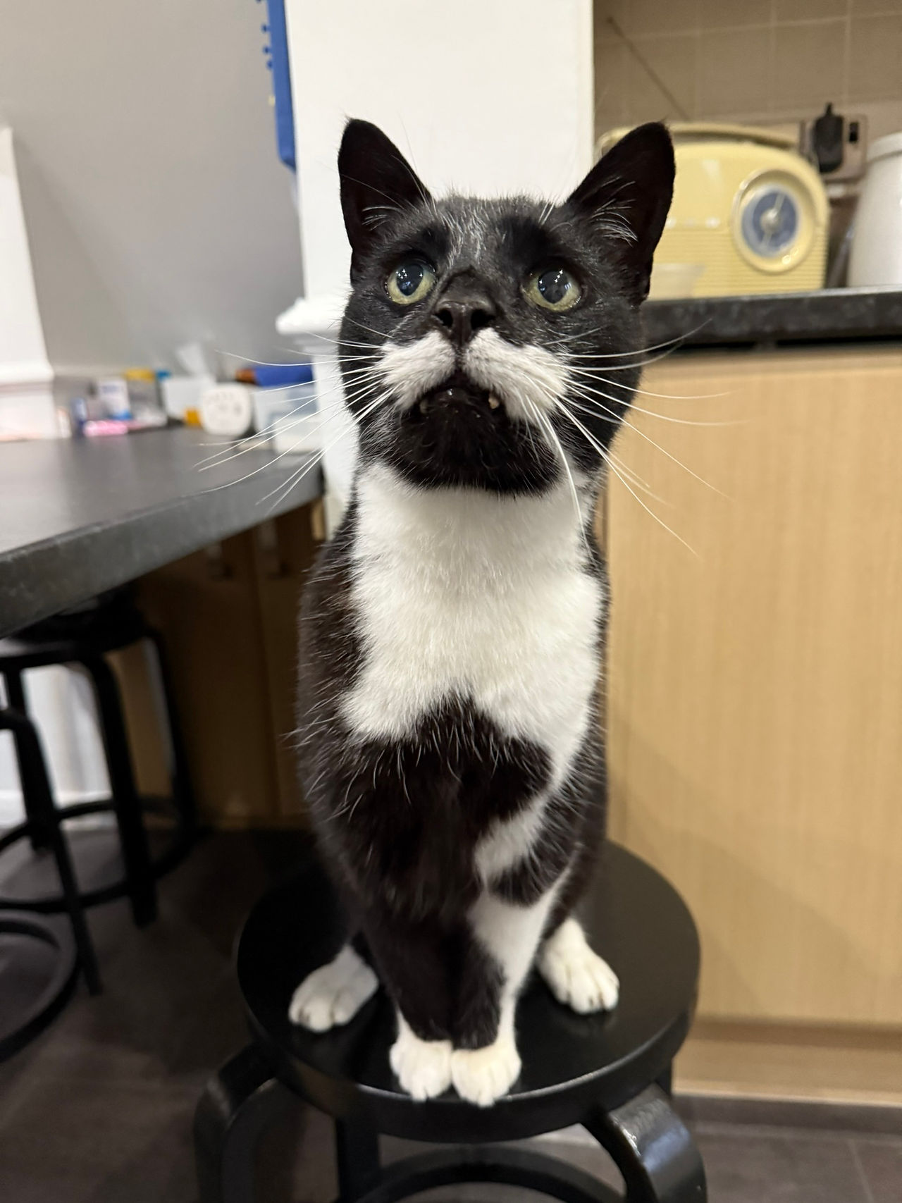 Tash