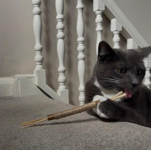 Mia tasting the silvervine stick