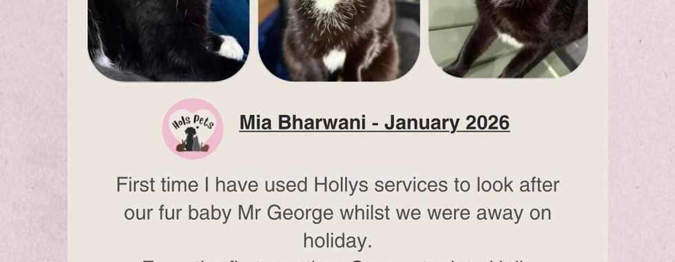 Hols Pets: Review From Our Client - George, Cat Sitting.